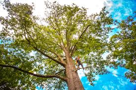 Best Tree Preservation Services  in Crystal Lakes, OH