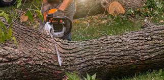 Best Tree Mulching  in Crystal Lakes, OH