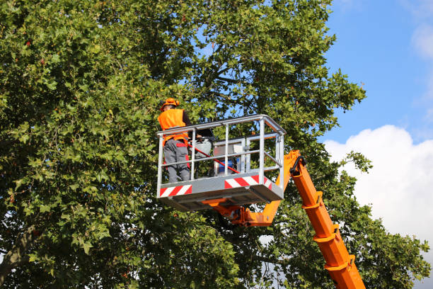 Best Stump Grinding and Removal  in Crystal Lakes, OH