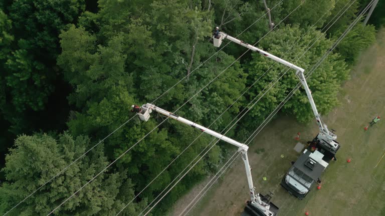 Best Storm Damage Tree Cleanup  in Crystal Lakes, OH