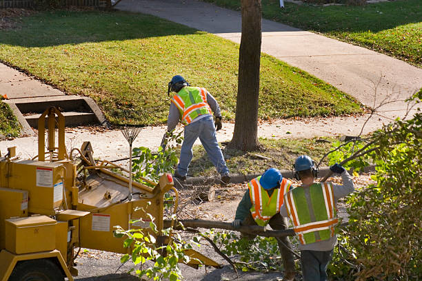 How Our Tree Care Process Works  in Crystal Lakes, OH