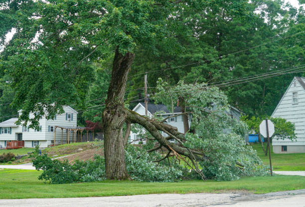 Best Root Management and Removal  in Crystal Lakes, OH