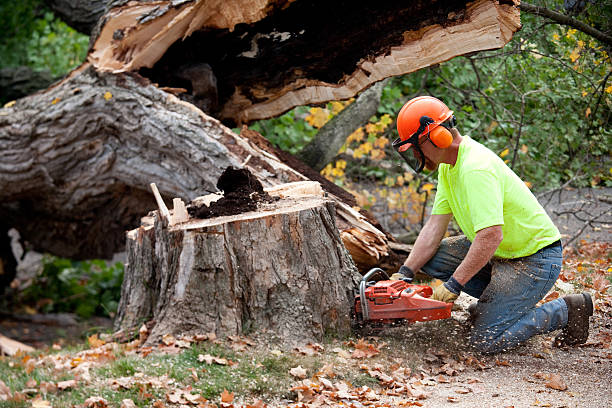 Lawn Renovation and Restoration in Crystal Lakes, OH