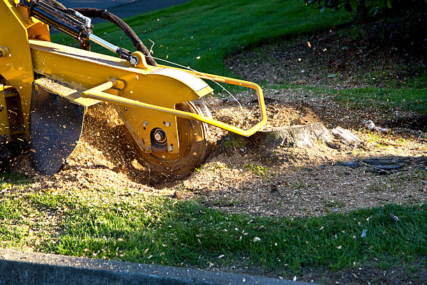 Best Tree and Shrub Care  in Crystal Lakes, OH