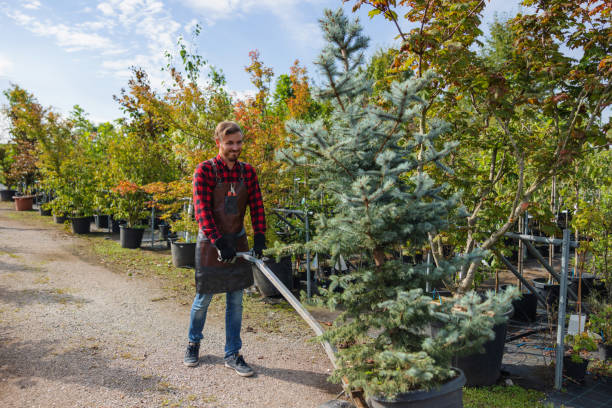 Best Palm Tree Trimming  in Crystal Lakes, OH