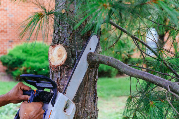 Best Tree Trimming and Pruning  in Crystal Lakes, OH